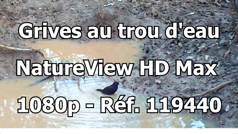 grives au trou d'eau